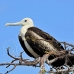 frigatebird_magnificent_nsey_h_0234_ecu0436.jpg